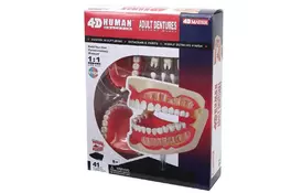 Пазл 4D Master Объемная анатомическая модель Зубной ряд человека (FM-626015) - Фото