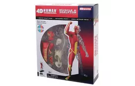 Пазл 4D Master Объемная анатомическая модель Мускулы и скелет человека (FM-626010) - Фото