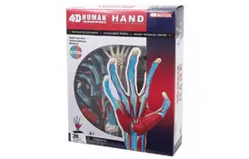 Пазл 4D Master Объемная анатомическая модель Рука человека (FM-626009) - Фото