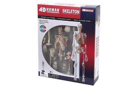 Пазл 4D Master Объемная анатомическая модель Master Скелет человека (FM-626011) - Фото