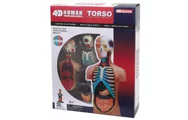Пазл 4D Master Объемная анатомическая модель Торс человека (FM-626003) - Фото