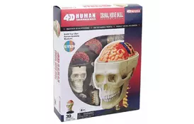 Пазл 4D Master Объемная анатомическая модель Черепно-мозговая коробка челов (FM-626005) - Фото