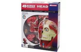 Пазл 4D Master Объемная анатомическая модель Голова человека (FM-626103) - Фото