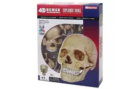 Пазл 4D Master Объемная анатомическая модель Череп человека (FM-626111) - Фото