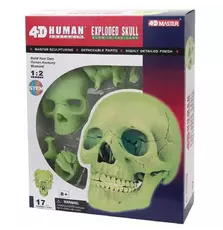 Пазл 4D Master Объемная анатомическая модель Череп человека светящийся (FM-626113)