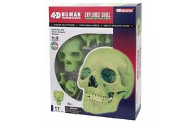 Пазл 4D Master Объемная анатомическая модель Череп человека светящийся (FM-626113) - Фото
