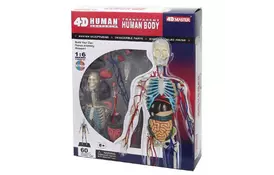 Пазл 4D Master Объемная анатомическая модель Тело человека прозрачное (FM-626204) - Фото