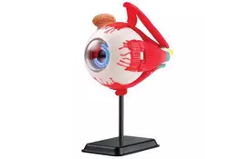 Набор для экспериментов EDU-Toys Модель глазного яблока сборная, 14 см (SK007) - Фото