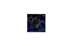 Наушники Vertux Warfare 7.1 USB Black (warfare.black)
