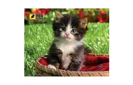 Коврик Pod Mishkou Котенок в корзине - Фото