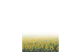 Галерея бумаги, 100 гр, уп/50 Vincent - Фото