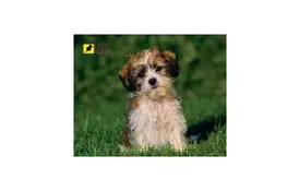 Коврик для мышки Pod Mishkou Лохматый щенок - Фото