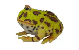 Фигурка Lanka Novelties Жаба аргентинская рогатая 22 см (21565) - Фото