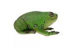 Фигурка Lanka Novelties Жаба зеленая древесная 22 см (21554)